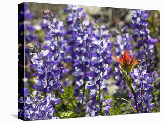 Alpine Wildflowers, Mount Saint Helens Volcano National Park, Washington State-William Perry-Stretched Canvas