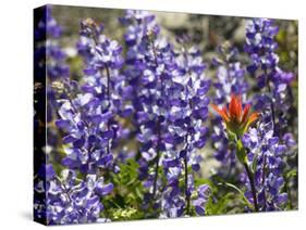 Alpine Wildflowers, Mount Saint Helens Volcano National Park, Washington State-William Perry-Stretched Canvas