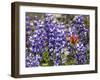 Alpine Wildflowers, Mount Saint Helens Volcano National Park, Washington State-William Perry-Framed Photographic Print