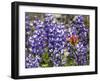 Alpine Wildflowers, Mount Saint Helens Volcano National Park, Washington State-William Perry-Framed Photographic Print