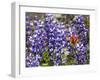 Alpine Wildflowers, Mount Saint Helens Volcano National Park, Washington State-William Perry-Framed Photographic Print