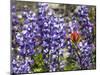 Alpine Wildflowers, Mount Saint Helens Volcano National Park, Washington State-William Perry-Mounted Photographic Print