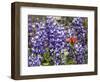 Alpine Wildflowers, Mount Saint Helens Volcano National Park, Washington State-William Perry-Framed Photographic Print