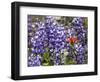 Alpine Wildflowers, Mount Saint Helens Volcano National Park, Washington State-William Perry-Framed Photographic Print