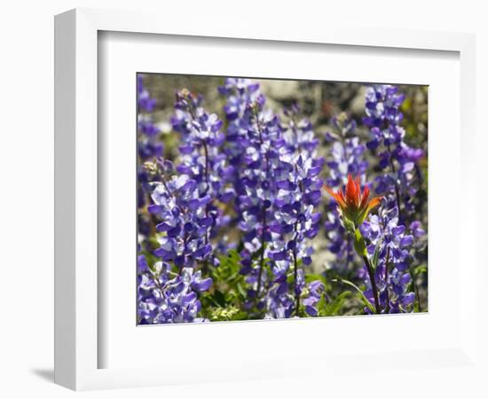 Alpine Wildflowers, Mount Saint Helens Volcano National Park, Washington State-William Perry-Framed Photographic Print