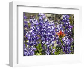 Alpine Wildflowers, Mount Saint Helens Volcano National Park, Washington State-William Perry-Framed Photographic Print