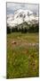 Alpine Wildflowers, Mt. Rainier National Park, Washington State, USA-Stuart Westmorland-Mounted Photographic Print