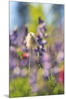 Alpine Wildflowers, Mt. Rainier NP, Washington State, USA Summer-Stuart Westmorland-Mounted Premium Photographic Print