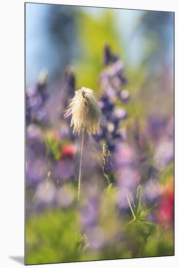 Alpine Wildflowers, Mt. Rainier NP, Washington State, USA Summer-Stuart Westmorland-Mounted Premium Photographic Print