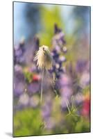 Alpine Wildflowers, Mt. Rainier NP, Washington State, USA Summer-Stuart Westmorland-Mounted Photographic Print