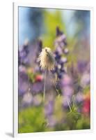 Alpine Wildflowers, Mt. Rainier NP, Washington State, USA Summer-Stuart Westmorland-Framed Photographic Print