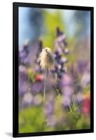 Alpine Wildflowers, Mt. Rainier NP, Washington State, USA Summer-Stuart Westmorland-Framed Photographic Print