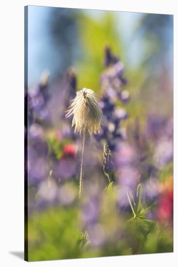 Alpine Wildflowers, Mt. Rainier NP, Washington State, USA Summer-Stuart Westmorland-Stretched Canvas