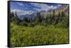 Alpine Wildflowers with Garden Wall at Logan Pass in Glacier National Park, Montana, Usa-Chuck Haney-Framed Stretched Canvas