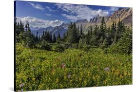 Alpine Wildflowers with Garden Wall at Logan Pass in Glacier National Park, Montana, Usa-Chuck Haney-Stretched Canvas