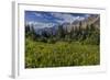 Alpine Wildflowers with Garden Wall at Logan Pass in Glacier National Park, Montana, Usa-Chuck Haney-Framed Photographic Print