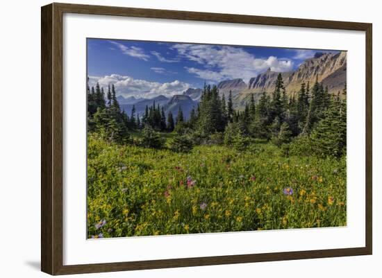 Alpine Wildflowers with Garden Wall at Logan Pass in Glacier National Park, Montana, Usa-Chuck Haney-Framed Photographic Print