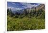 Alpine Wildflowers with Garden Wall at Logan Pass in Glacier National Park, Montana, Usa-Chuck Haney-Framed Photographic Print