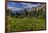 Alpine Wildflowers with Garden Wall at Logan Pass in Glacier National Park, Montana, Usa-Chuck Haney-Framed Photographic Print