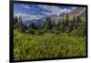 Alpine Wildflowers with Garden Wall at Logan Pass in Glacier National Park, Montana, Usa-Chuck Haney-Framed Photographic Print