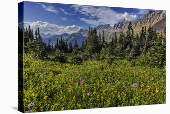 Alpine Wildflowers with Garden Wall at Logan Pass in Glacier National Park, Montana, Usa-Chuck Haney-Stretched Canvas