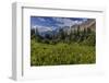 Alpine Wildflowers with Garden Wall at Logan Pass in Glacier National Park, Montana, Usa-Chuck Haney-Framed Photographic Print