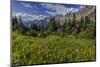 Alpine Wildflowers with Garden Wall at Logan Pass in Glacier National Park, Montana, Usa-Chuck Haney-Mounted Photographic Print