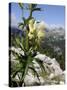 Alpine Wolfsbane/Yellow Monkshood (Aconitum Lycoctonum Neapolitanum), Triglav Nat'l Park, Slovenia-Nick Upton-Stretched Canvas