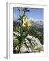 Alpine Wolfsbane/Yellow Monkshood (Aconitum Lycoctonum Neapolitanum), Triglav Nat'l Park, Slovenia-Nick Upton-Framed Photographic Print