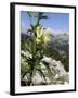 Alpine Wolfsbane/Yellow Monkshood (Aconitum Lycoctonum Neapolitanum), Triglav Nat'l Park, Slovenia-Nick Upton-Framed Photographic Print