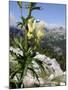 Alpine Wolfsbane/Yellow Monkshood (Aconitum Lycoctonum Neapolitanum), Triglav Nat'l Park, Slovenia-Nick Upton-Mounted Photographic Print