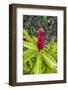 Alpinia purpurata, Hanalei, Hawaii, Kauai, Red Ginger-Lee Klopfer-Framed Photographic Print