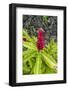 Alpinia purpurata, Hanalei, Hawaii, Kauai, Red Ginger-Lee Klopfer-Framed Photographic Print