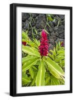 Alpinia purpurata, Hanalei, Hawaii, Kauai, Red Ginger-Lee Klopfer-Framed Photographic Print