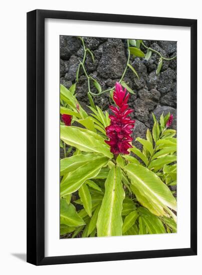 Alpinia purpurata, Hanalei, Hawaii, Kauai, Red Ginger-Lee Klopfer-Framed Photographic Print