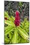 Alpinia purpurata, Hanalei, Hawaii, Kauai, Red Ginger-Lee Klopfer-Mounted Photographic Print
