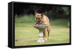 Alsatian Dog Drinking from Bird Bath-null-Framed Stretched Canvas