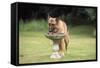 Alsatian Dog Drinking from Bird Bath-null-Framed Stretched Canvas
