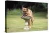 Alsatian Dog Drinking from Bird Bath-null-Stretched Canvas