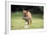 Alsatian Dog Drinking from Bird Bath-null-Framed Photographic Print
