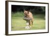 Alsatian Dog Drinking from Bird Bath-null-Framed Photographic Print