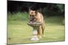 Alsatian Dog Drinking from Bird Bath-null-Mounted Photographic Print
