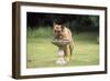 Alsatian Dog Drinking from Bird Bath-null-Framed Photographic Print