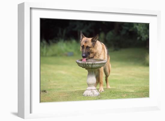 Alsatian Dog Drinking from Bird Bath-null-Framed Photographic Print