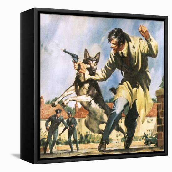 Alsatian Police Dog-McConnell-Framed Stretched Canvas