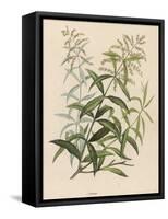 Also Called Verveine or Vervain-null-Framed Stretched Canvas
