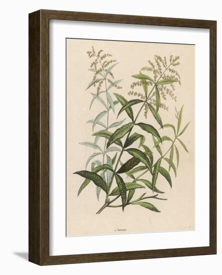 Also Called Verveine or Vervain-null-Framed Art Print