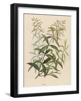 Also Called Verveine or Vervain-null-Framed Art Print