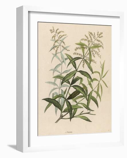 Also Called Verveine or Vervain-null-Framed Art Print