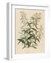 Also Called Verveine or Vervain-null-Framed Art Print